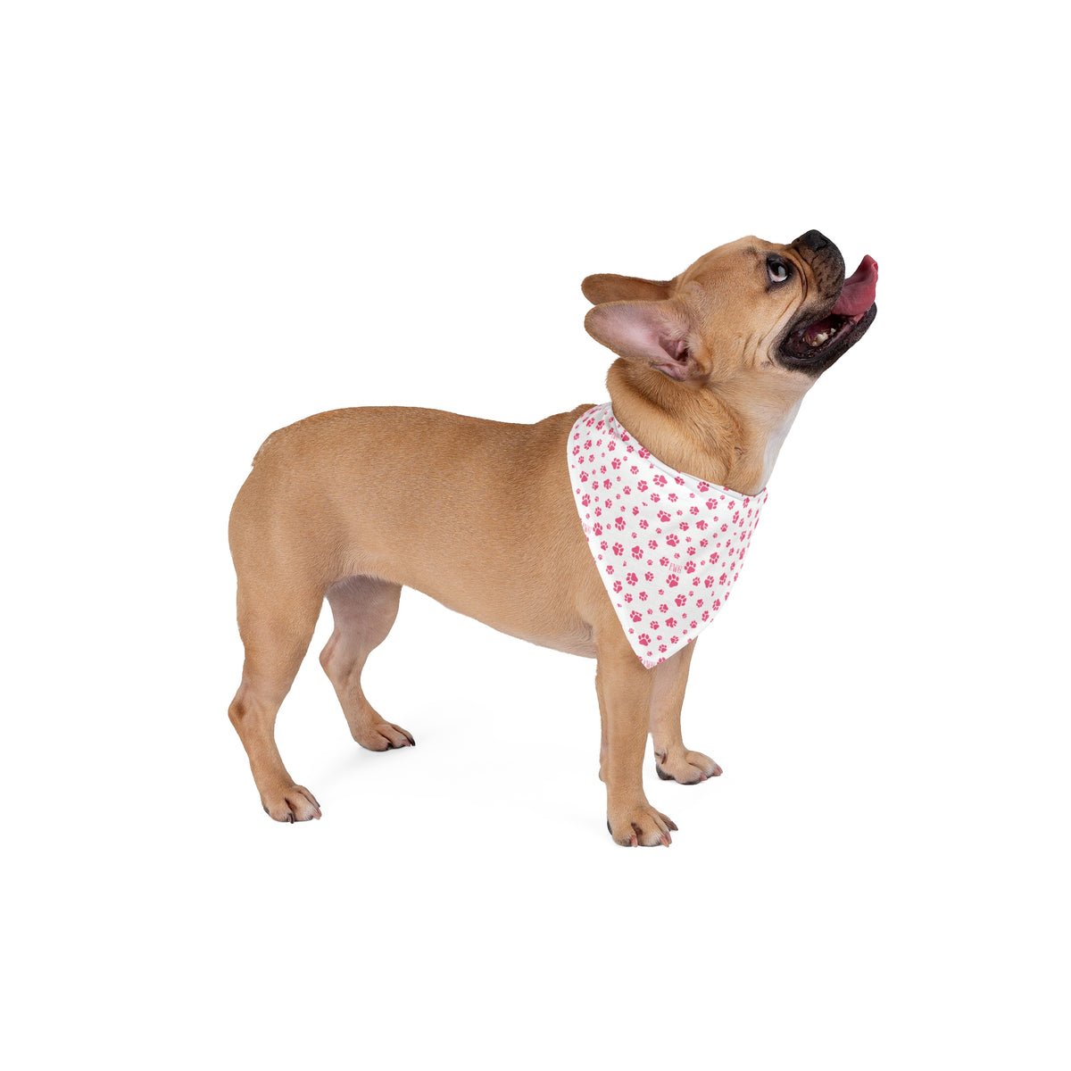 The Walking Pup Bandana - Pink